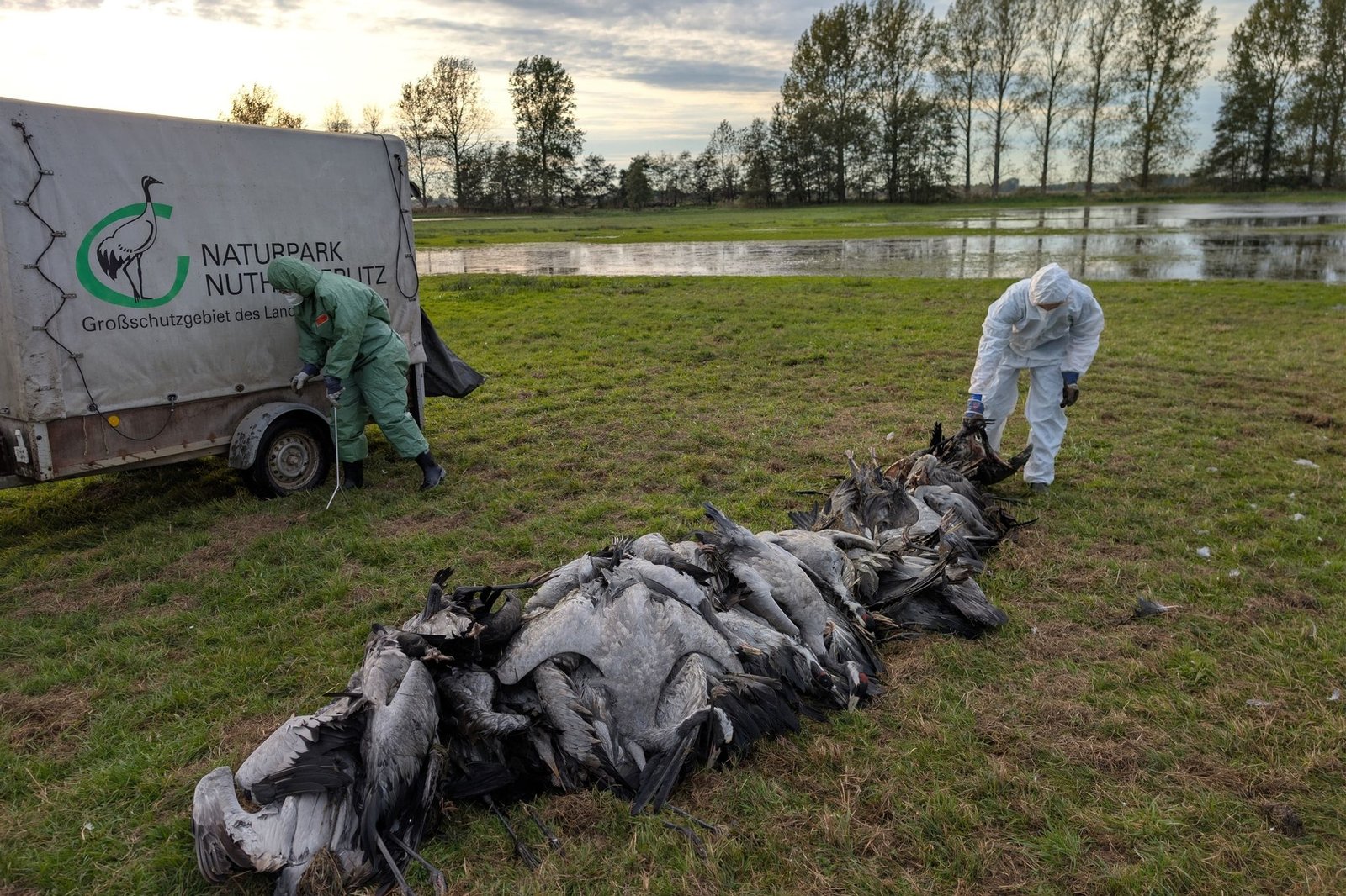 German conservationists find hundreds of cranes killed by bird flu