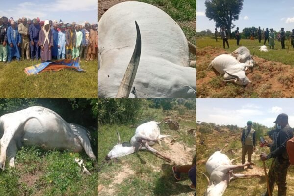 Bandits kill herdsman and 36 cows in Plateau