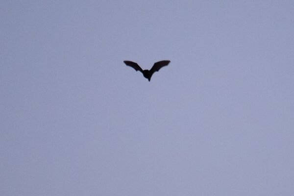 Beyond Dracula: Why bats deserve our affection