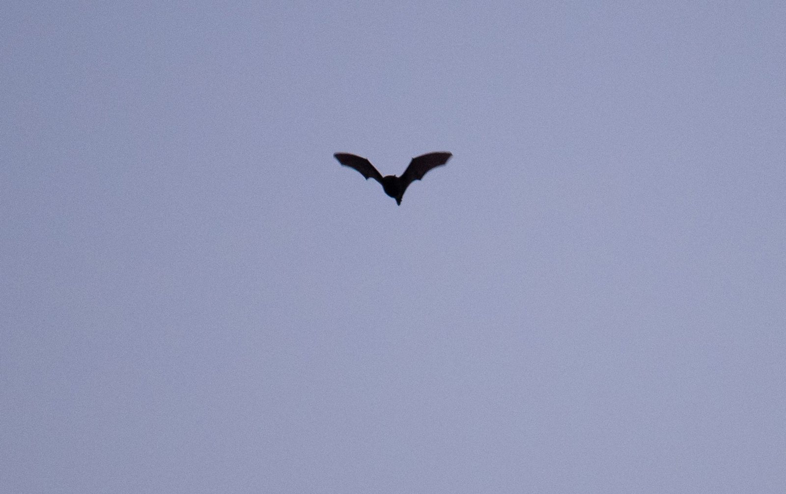 Beyond Dracula: Why bats deserve our affection