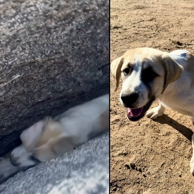 Firefighters rescue 3-month-old puppy in Ramona