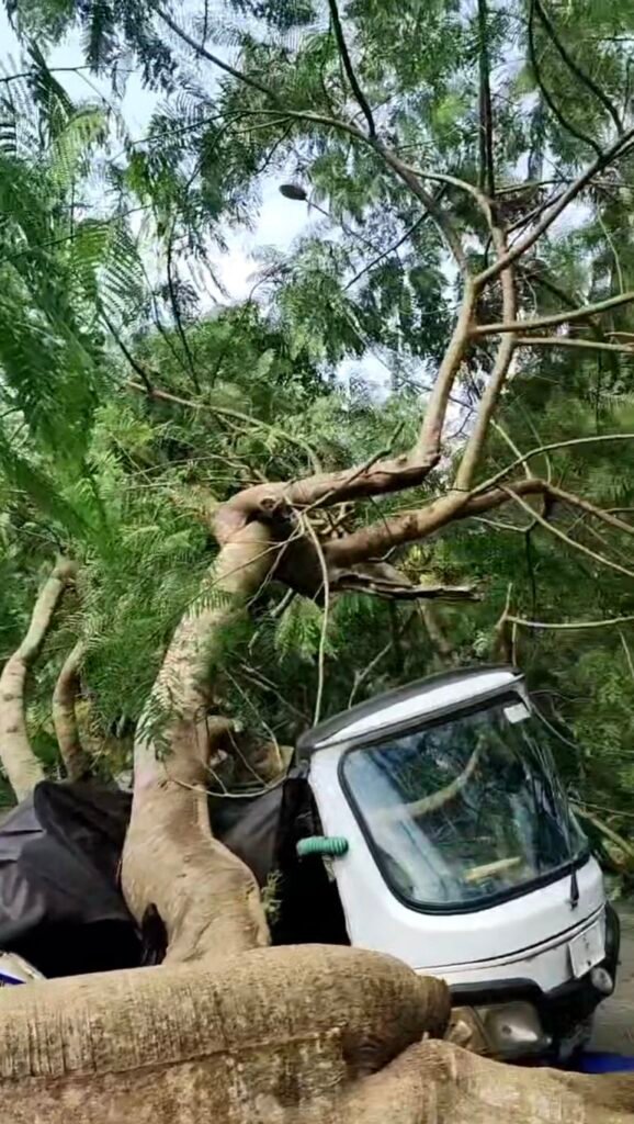 Economic tree falls on 2 keke napeps, injuring 1 in Calabar