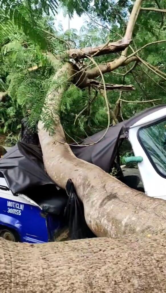 Economic tree falls on 2 keke napeps, injuring 1 in Calabar