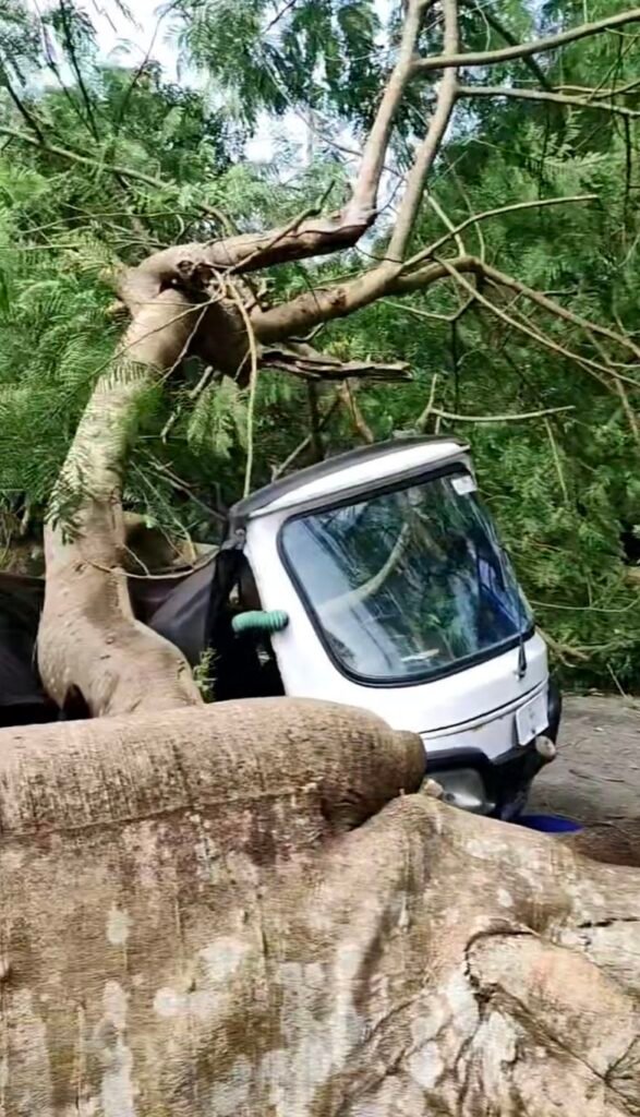 Economic tree falls on 2 keke napeps, injuring 1 in Calabar