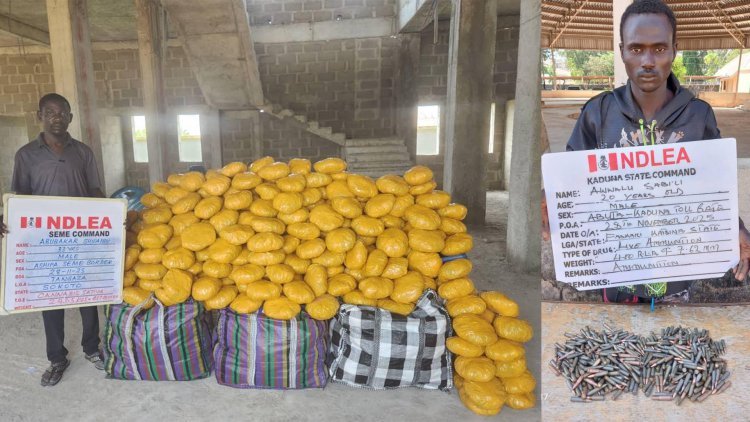 NDLEA uncovers drug syndicates selling cannabis as 'Christmas cookies' on WhatsApp