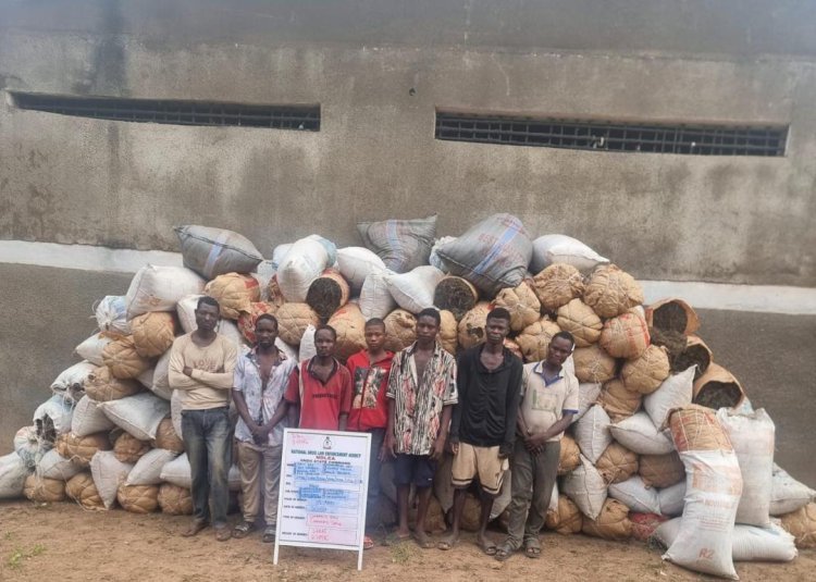 NDLEA uncovers drug syndicates selling cannabis as 'Christmas cookies' on WhatsApp