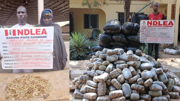 NDLEA uncovers drug syndicates selling cannabis as 'Christmas cookies' on WhatsApp