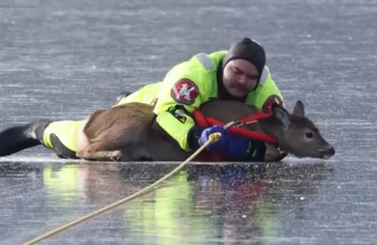 Firefighters rescue trapped deer from frozen lake in Washington